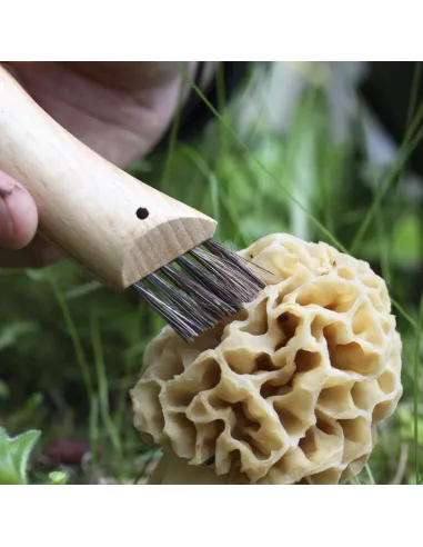 Couteau à champignon N°08 - Opinel