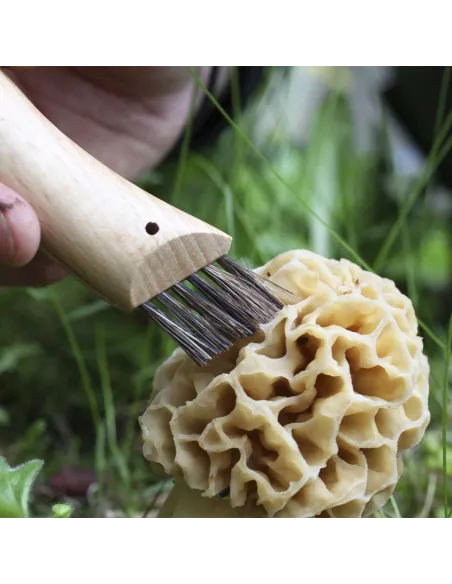 Mushroom knife N°08 - Opinel - Le Club Biotope