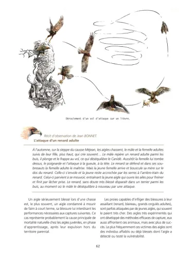 L'Aigle royal - Biologie, histoire et conservation - Situation dans le Massif central