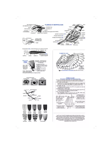 Guide d'identification des oiseaux en main