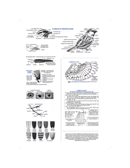Guide d'identification des oiseaux en main
