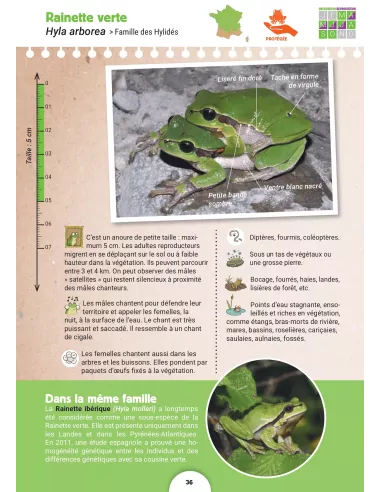 Anoure, anoure, mon bel anoure…