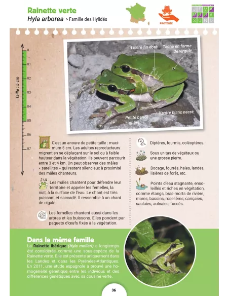 Anoure, anoure, mon bel anoure…