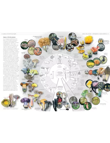 Les champignons d'Europe tempérée - Clé des Basidiomycètes