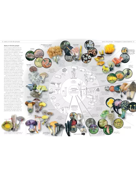 Les champignons d'Europe tempérée - Clé des Basidiomycètes