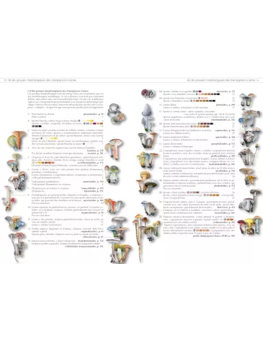 Les champignons d'Europe tempérée - Clé des Basidiomycètes