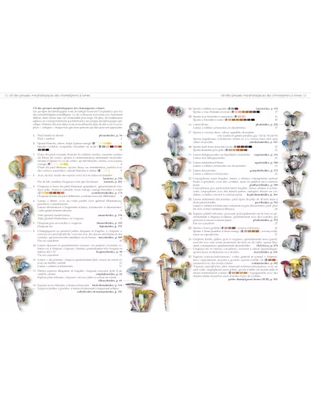 Les champignons d'Europe tempérée - Clé des Basidiomycètes