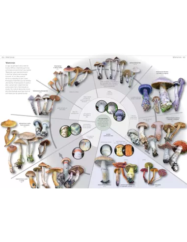 Les champignons d'Europe tempérée - Clé des Basidiomycètes