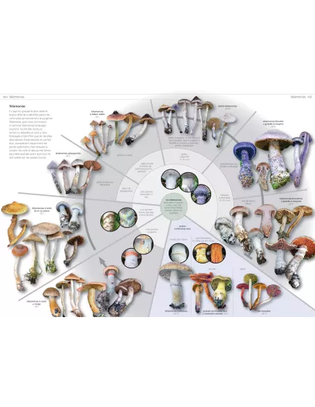 Les champignons d'Europe tempérée - Clé des Basidiomycètes