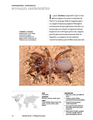 Les araignées du monde