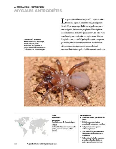Les araignées du monde