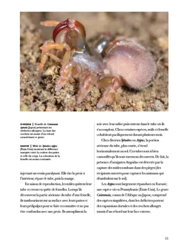 Les araignées du monde