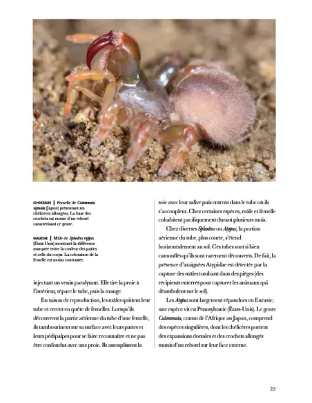 Les araignées du monde