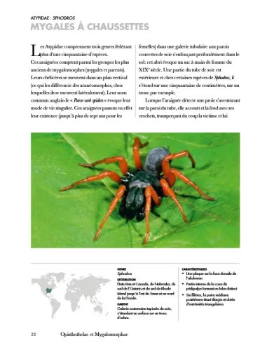 Les araignées du monde