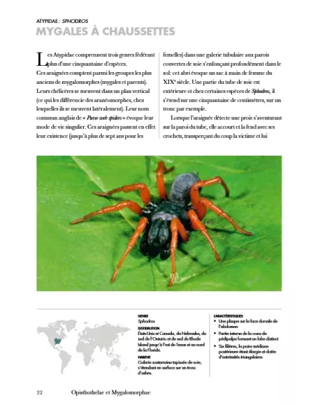 Les araignées du monde