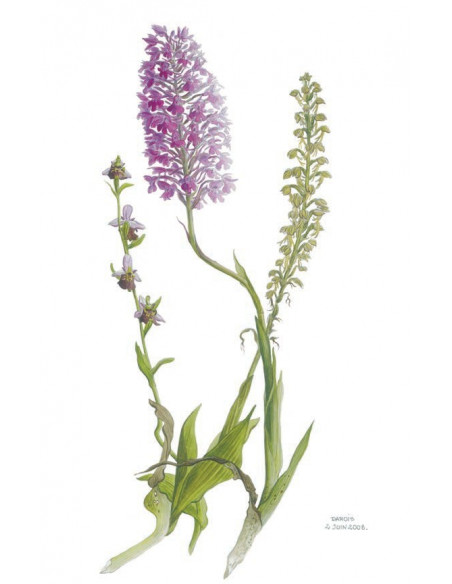 Flore rare et menacée de Bourgogne : distribution, écologie, conservation