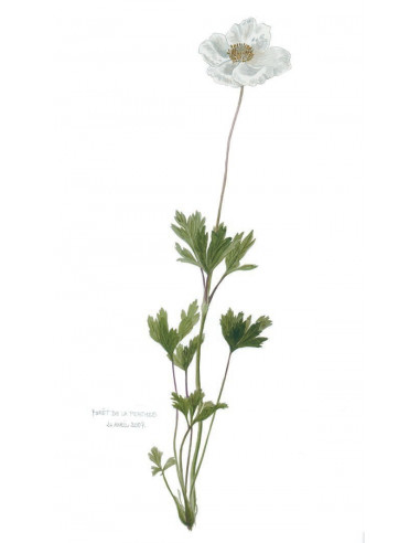 Flore rare et menacée de Bourgogne :...