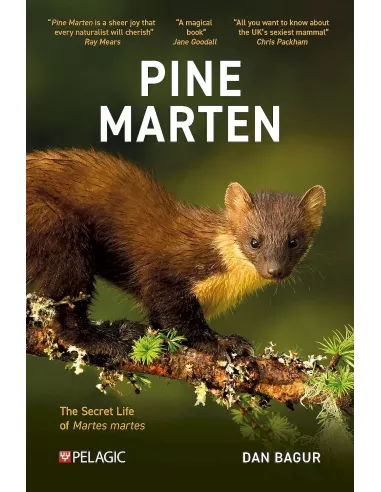 Pine Marten - The Secret Life of Martes martes