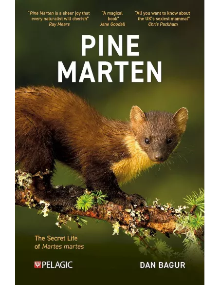 Pine Marten - The Secret Life of Martes martes