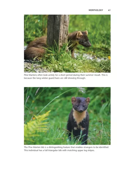 Pine Marten