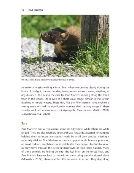 Pine Marten