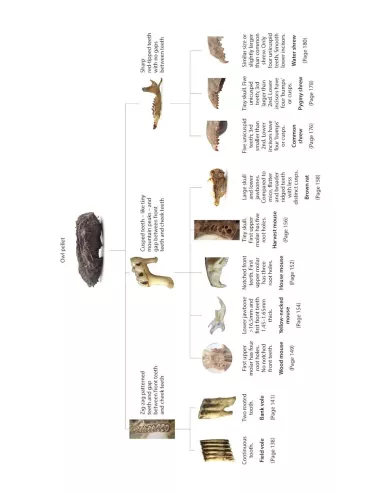 Bird Pellets