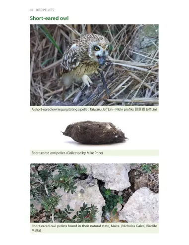 Bird Pellets