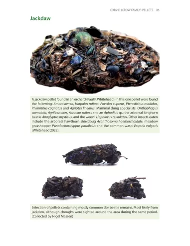 Bird Pellets