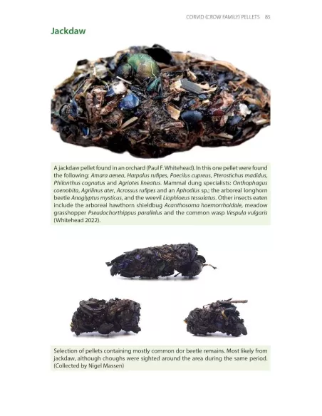 Bird Pellets