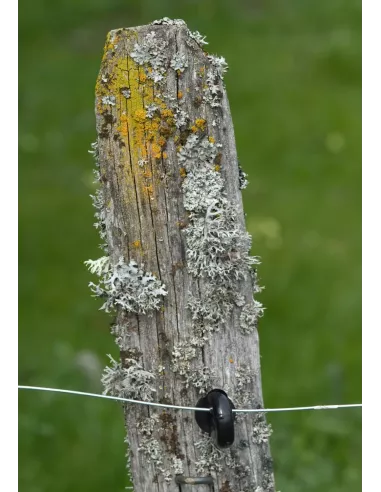 Lichens, une introduction