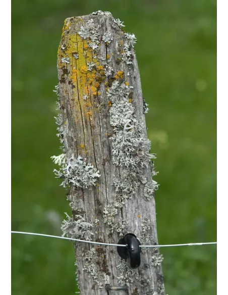 Lichens, une introduction