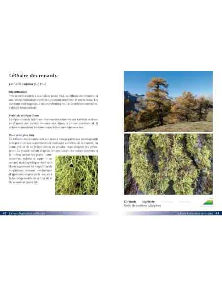 Lichens, une introduction