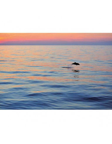 Cétacés en Méditerranée