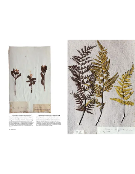 L'herbier du Muséum - L'aventure d'une collection