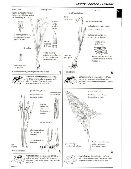 Flora Vegetativa - 3ème édition