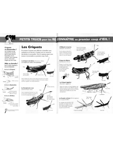 À la rencontre des sauterelles, criquets et grillons