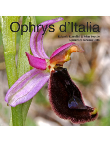 Ophrys d'Italia