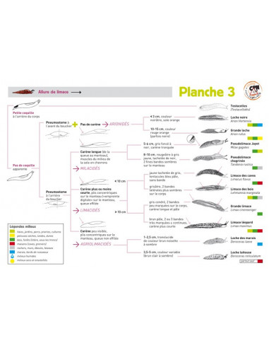 A la rencontre des sauterelles,...
