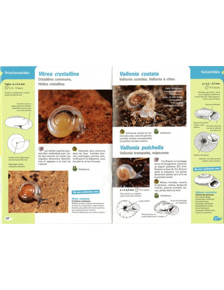 Guide des Escargots et des Limaces - Reconnaitre 60 gastéropodes terrestres sans en baver