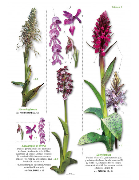 A la découverte des Orchidées d'Aquitaine - deuxième édition