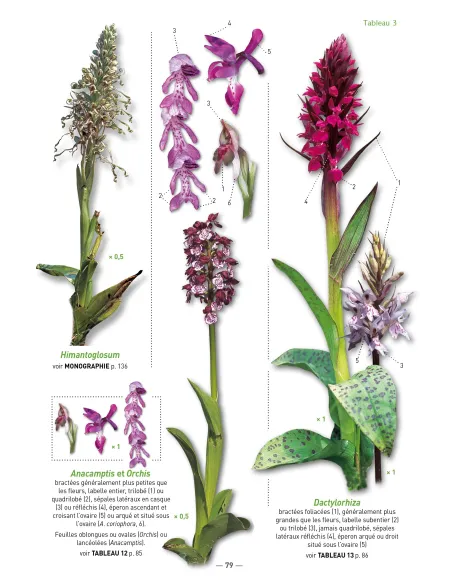 A la découverte des Orchidées d'Aquitaine - deuxième édition