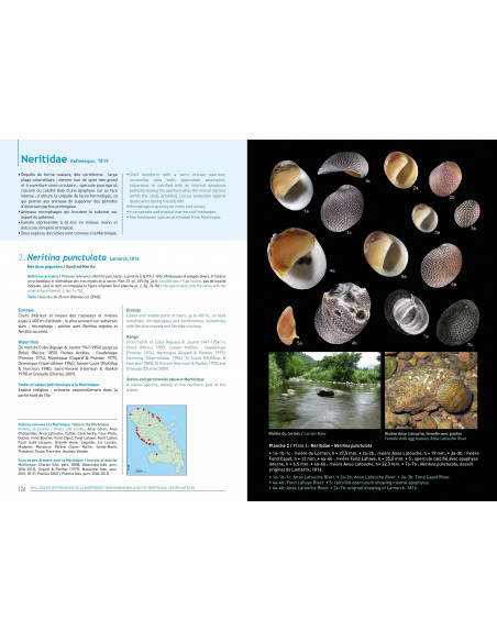 Mollusques continentaux de la Martinique / Non-Marine Mollucs of Martinique, Lesser Antilles