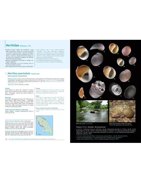 Mollusques continentaux de la Martinique / Non-Marine Mollucs of Martinique, Lesser Antilles
