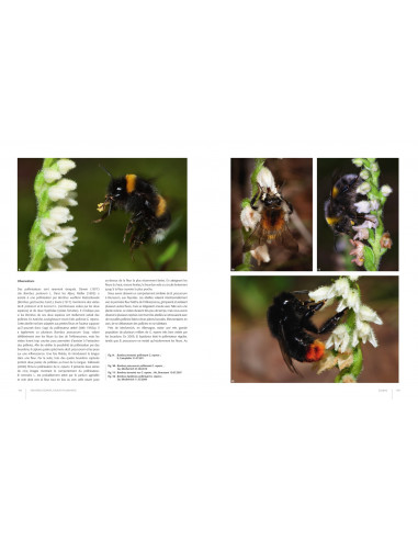 Orchidées d'Europe - Fleur et pollinisation