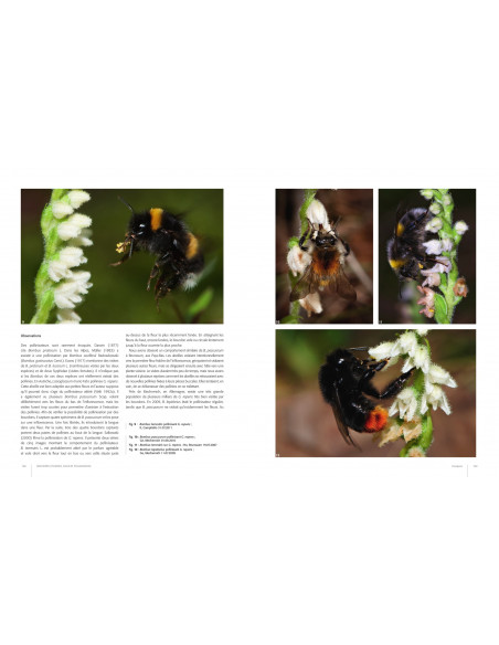 Orchidées d'Europe - Fleur et pollinisation