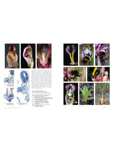 Orchidées d'Europe - Fleur et pollinisation