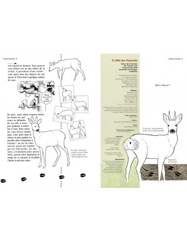 A l'affût des Chevreuils