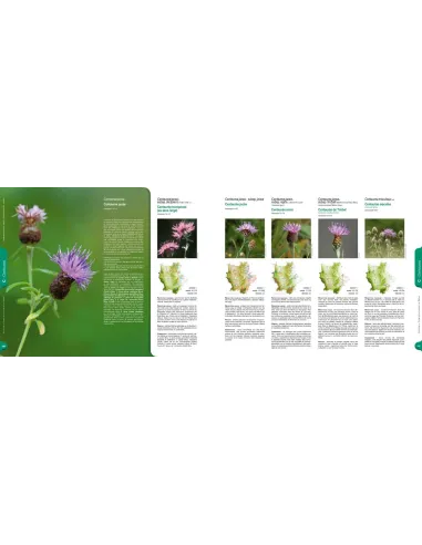 Plantes sauvages de la Loire et du Rhône - Atlas de la flore vasculaire