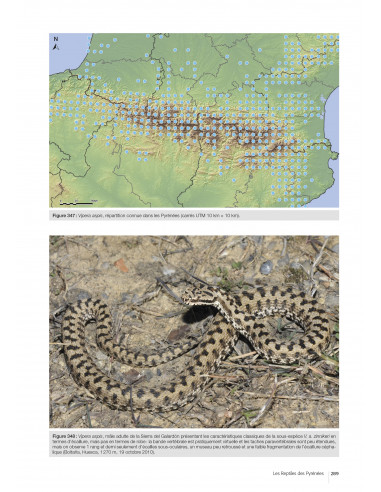 Les reptiles des Pyrénées