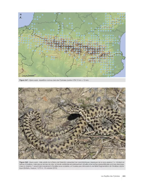 Les reptiles des Pyrénées